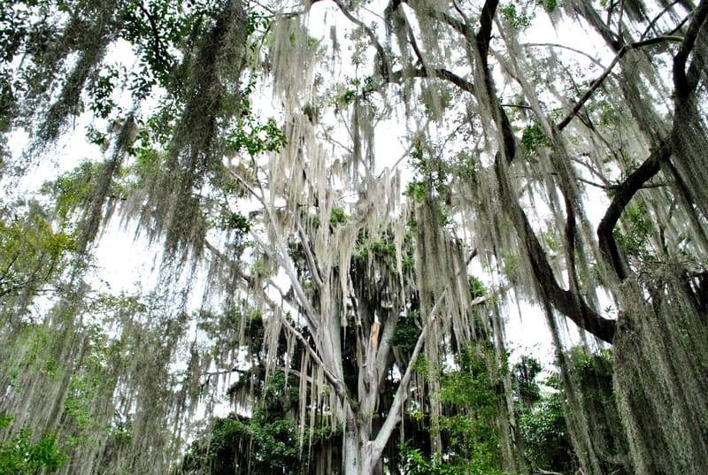 Árboles cubiertos de barba de viejo en el Parque Natural El Gallineral.